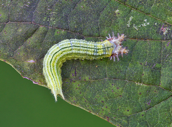 Tawny Emperor caterpillar